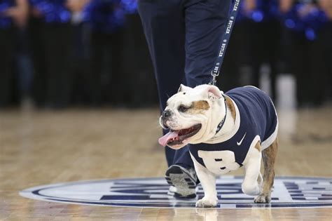 Bulldog Mascots: A Symbol of School Pride